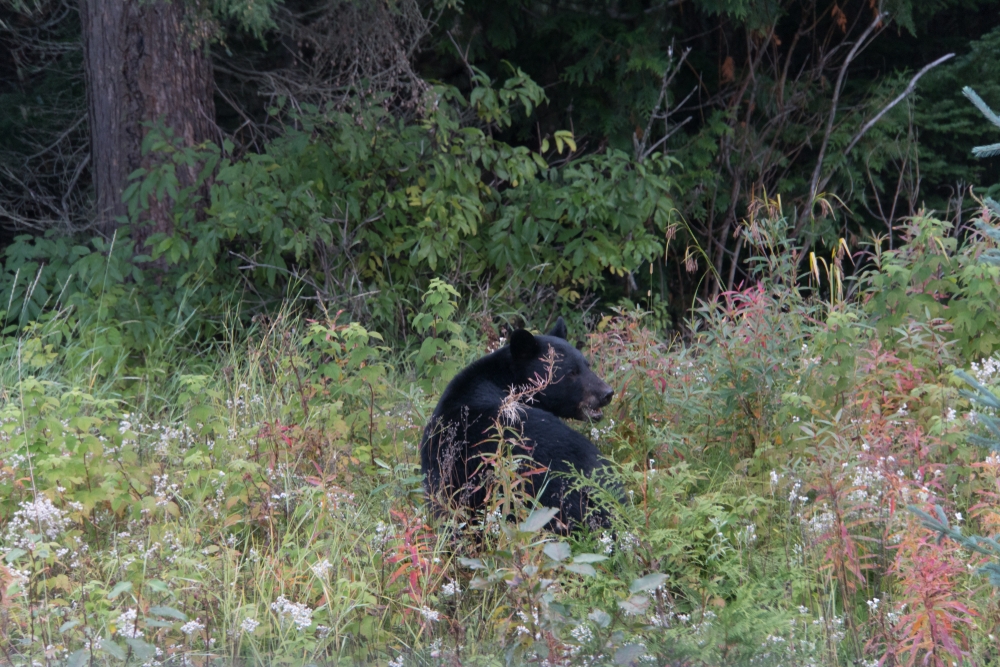 Northwest Minnesota Hunting & Fishing Outfitters Clearwater County